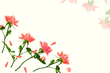 Obraz premium Flower bud roses on a white background