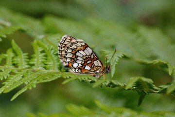 A Heath Fritillary Butterfly perched on a bracken leaf.
