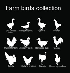 Farm fowl birds collection vector silhouette illustration isolated on black background. Domestic poultry: Turkey, goose, rooster, chicken, hen, duck, ostrich, Chinese goose. Ranch animals organic food