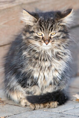 Cute fluffy gray kitten on a wooden stage on a sunny autumn day. close-up.