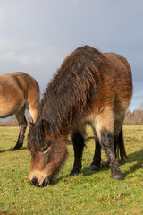 Naklejka na ściany i meble Herd of wild Exmoor ponies, Equus ferus Caballus, graze in a nature reserve