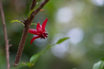 Red Flower, Australian Flora