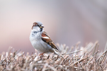 House Sparrow, Passer domesticus standing on a branch bush