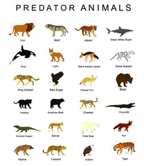 Predator animals set vector illustration isolated on white background. Wildlife carnivore collection. Most danger creature on the planet. Big cat group. Strong and fast hungry hunters set.