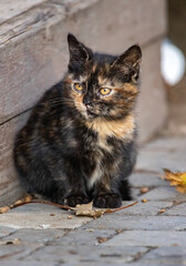 Naklejka na ściany i meble A cute, three-colored stray kitten sits on a sidewalk tile on a sunny autumn day outside.