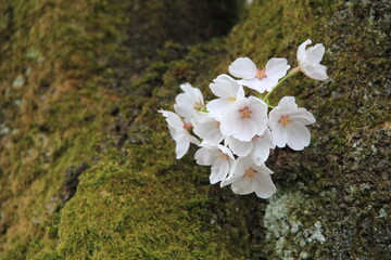 幹から直接咲いている、数輪のソメイヨシノの花