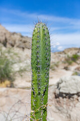 Vertical Cactus
