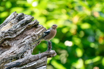 Green and yellow songbird, Detailed Greenfinch standing on a tree trunk. In the background nice green and yellow bokeh