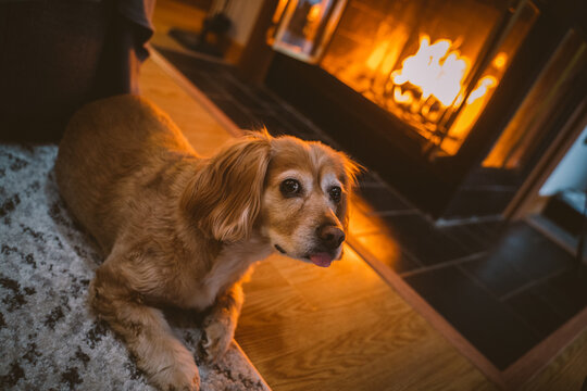 Dog by fireplace