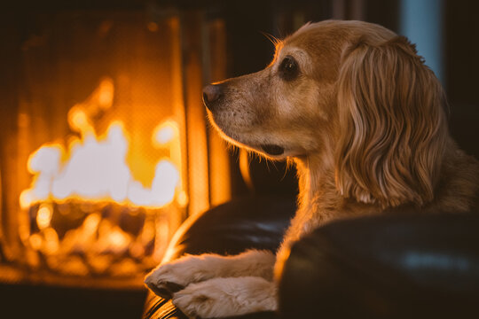 Dog by fireplace