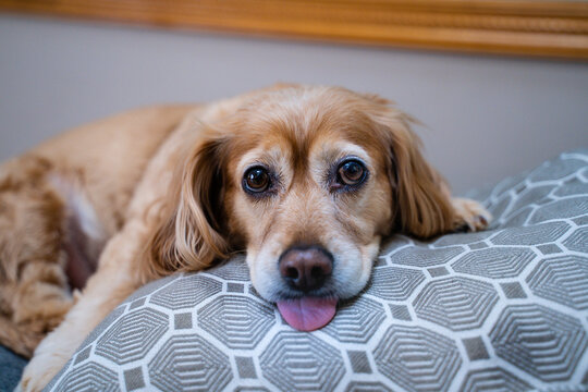 Dog on couch with tongue out