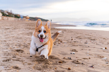 Corgi Pembroke puppy on sea coast. Dog beach and walking concept. World Pet Day. Concept image for veterinary clinics, sites about dogs