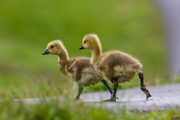 Gosling