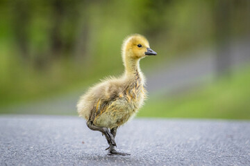 Gosling
