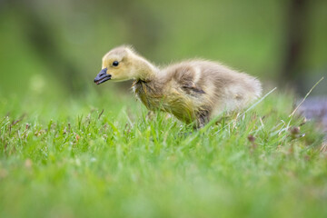 Gosling