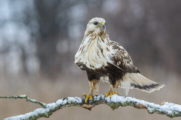 Rough-legged Buzzard - guest from the tundra
