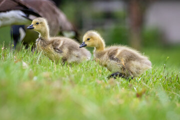 Gosling