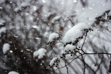 Snow covered dry plant inflorescences on blurred background. Snow falling. Winter magic backdrop.