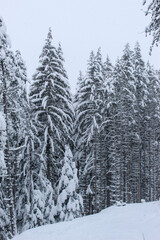 Coniferous forest in winter with a lot of snow. Snow in the woods. Snow on the trees.