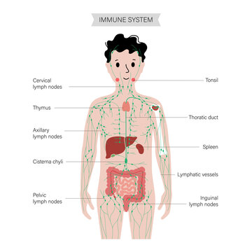 Lymphatic system in human body