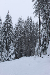 Coniferous forest in winter with a lot of snow. Snow in the woods. Snow on the trees.