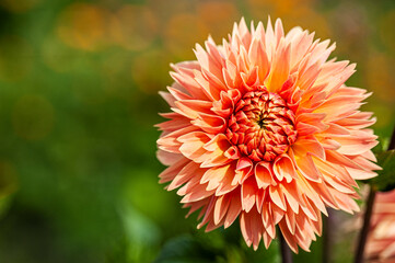 Dahlia Coccinea Rosa Arancio