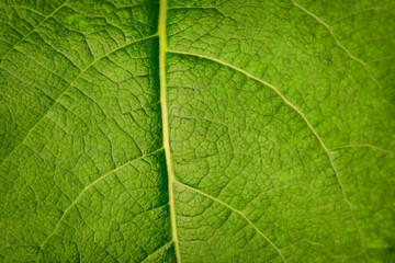 Green leaf texture. Green leaf texture background. Macro of a green leaf with veins.