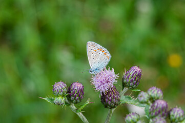 Lycaena phlaeas baralacha posata