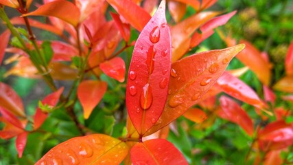 red and yellow leaves 