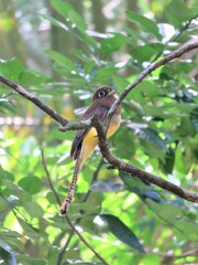 A female of a  black-throated trogon in Costa Rica