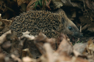 Igel auf Futtersuche im Blätterhaufen