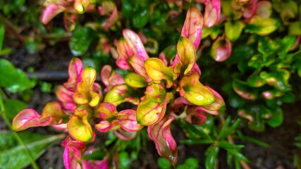 close up of a flower