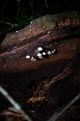 Fungus, Sunshine Coast Hinterland, Queensland, Australia