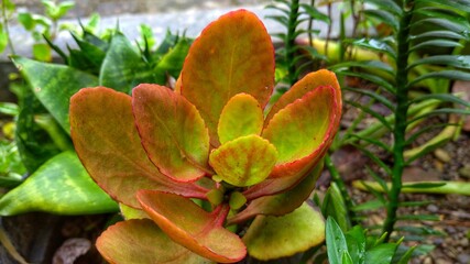 green and yellow flower