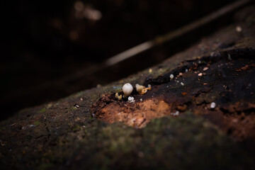 Fungus, Sunshine Coast Hinterland, Queensland, Australia