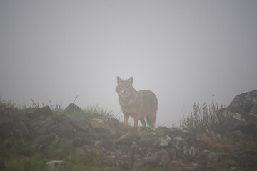 Golden jackal searching for food. Jackal moving in the Bulgaria mountains. Carnivore during winter. European nature. 