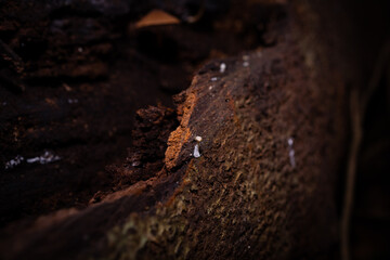 Fungus, Sunshine Coast Hinterland, Queensland, Australia