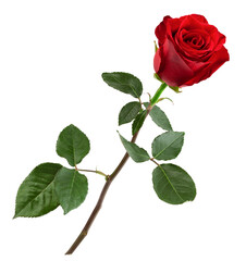 red rose isolated on white background, clipping path, full depth of field