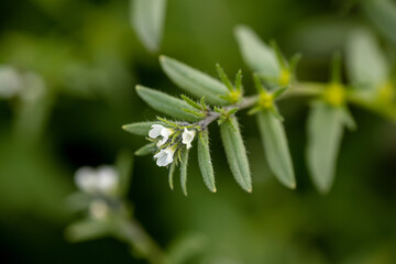 Lithospermum arvense, field gromwell, corn gromwell, or bastard alkanet to meadow in summer close up. Collecting medicinal herbs for non-traditional medicine.
