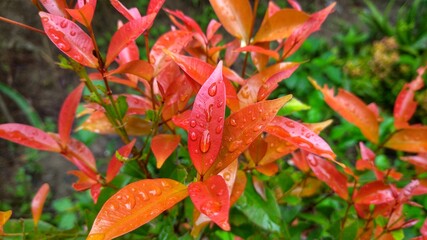 red and yellow autumn leaves