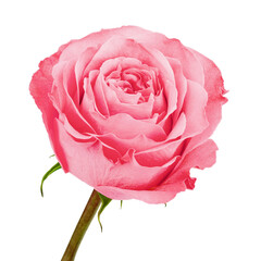 pink rose isolated on white background, clipping path, full depth of field