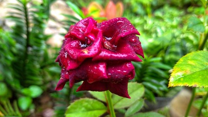 red rose in the garden