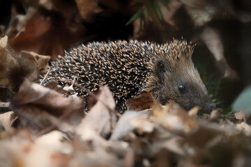 Igel auf Futtersuche im Blätterhaufen