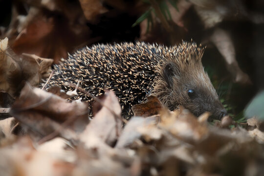 Igel auf Futtersuche im Bl&auml;tterhaufen