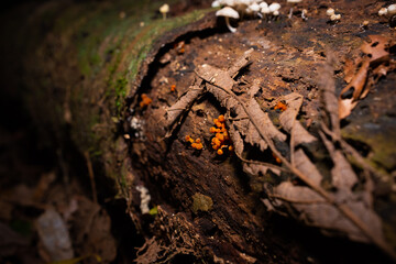 Fungus, Sunshine Coast Hinterland, Queensland, Australia