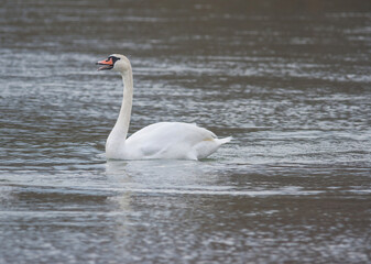 Graceful swan swimming on the river, in winter. Selective focus