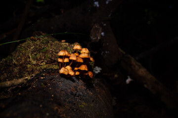 Fungus, Sunshine Coast Hinterland, Queensland, Australia