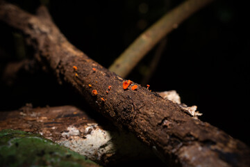 Fungus, Sunshine Coast Hinterland, Queensland, Australia