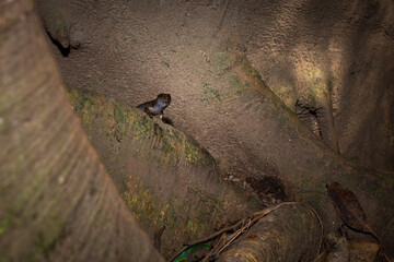 Skink on a tree root