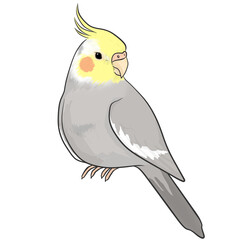 オカメインコ